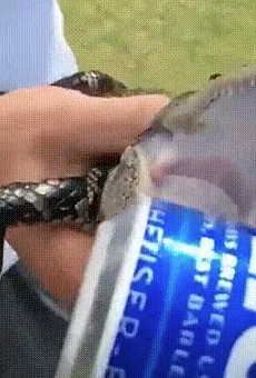 Please don't use gators to open your shitty beer