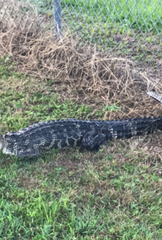6-foot gator removed from Ocala elementary school
