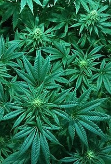 Florida moves toward more medical marijuana licenses