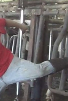 Publix suspends shipments from Florida dairy farm after video shows employees beating cows