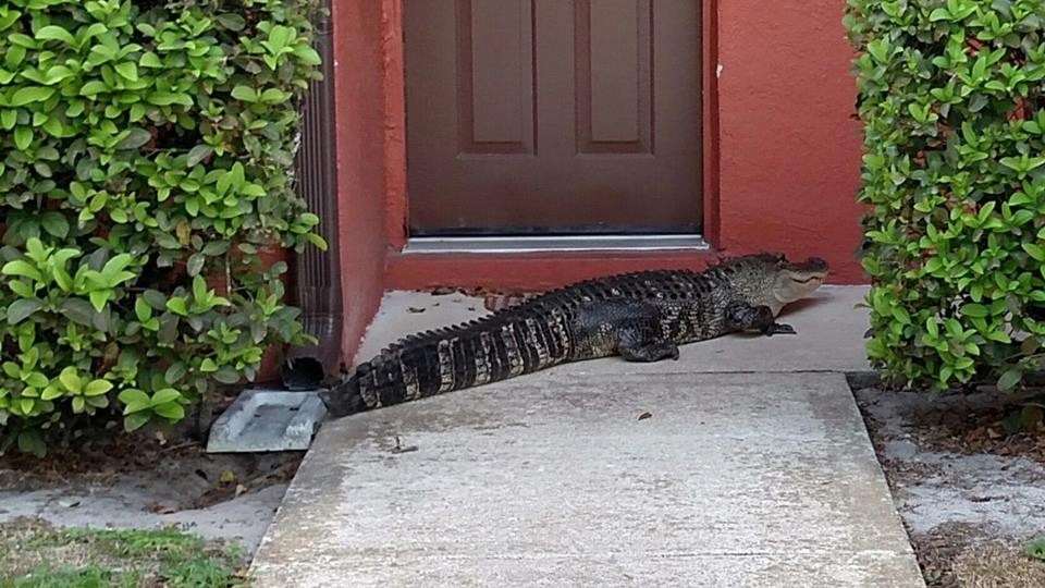 Image result for Florida  alligator  door 2019
