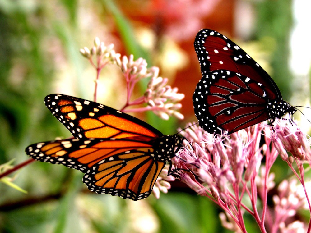 Florida Exceeds Million Pollinator Garden Challenge Goal Blogs