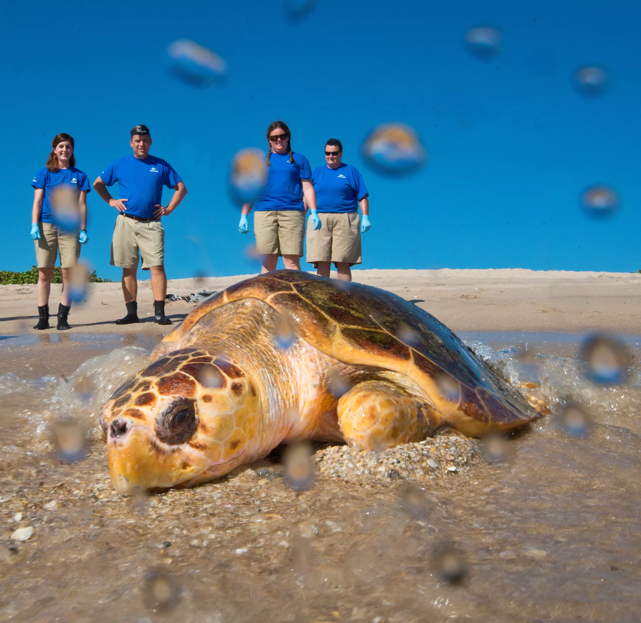 SeaWorld Orlando Returned Three Rehabilitated Sea Turtles To The Wild SeaWorld Orlando Returned Three Rehabilitated Sea Turtles To The Wild