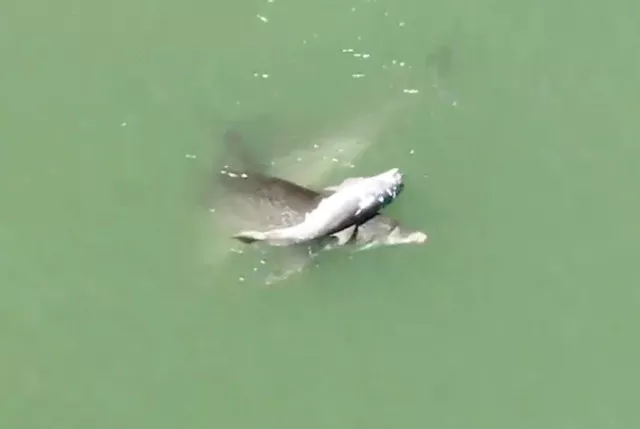 Super Sad Video Shows Grieving Mother Dolphin Carrying Her Dead