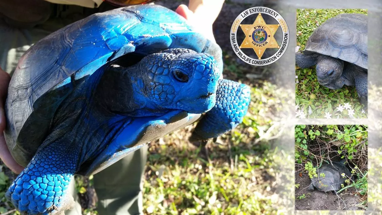 Someone Painted A Federally Protected Gopher Tortoise Again Blogs