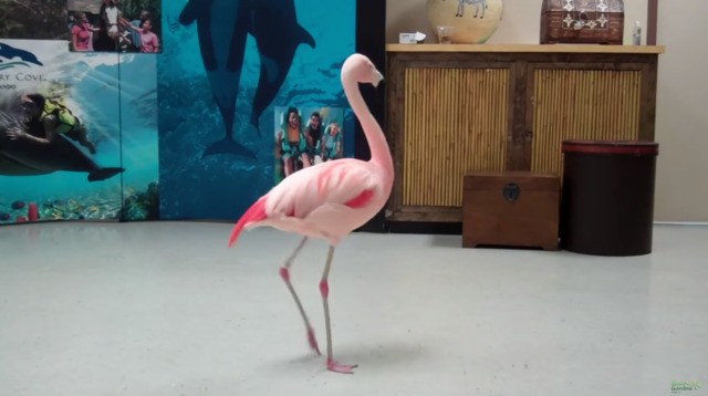 Orlando Man Who Allegedly Killed Flamingo At Busch Gardens Dies In