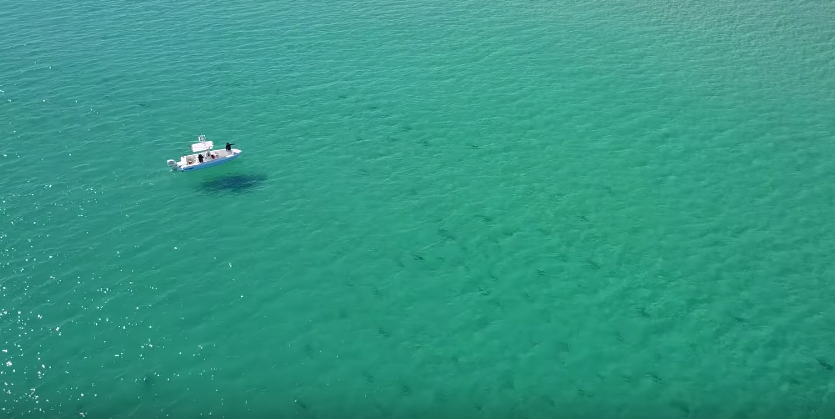 Drone Video Shows Thousands Of Sharks Migrating Off Florida Coast Blogs
