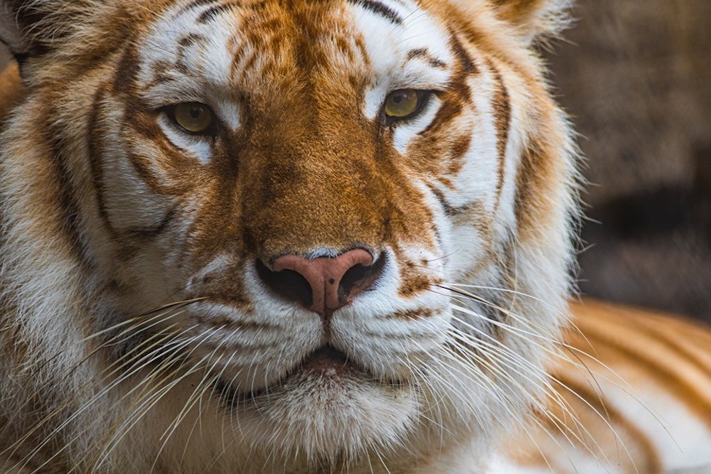 A Bengal Tiger At Busch Gardens Tampa Bay Died After An Atypical