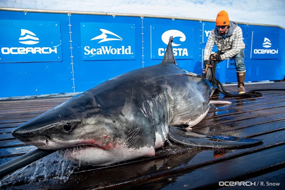 Two Massive Great Whites Pinged Off Titusville Coast And Drone Spots Shark Herd At New Smyrna Beach Blogs