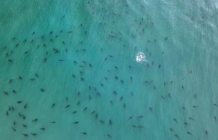 Palm Beach Photographer Captures Blacktip Shark Swarm Near Singer Island Blogs