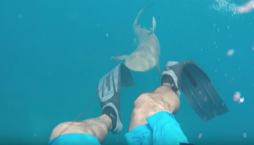 Video Shows Diver In Florida Keys Getting Attacked By 8 Foot Shark Blogs
