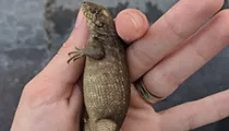 Insanely constipated Florida lizard just broke the record for biggest poop