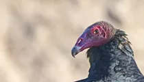 Swarms of vultures attack Central Florida neighborhood that doesn't believe in omens