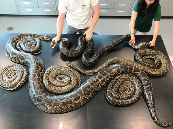 A Burmese Python With A Tracking Device Led Florida Officials To A