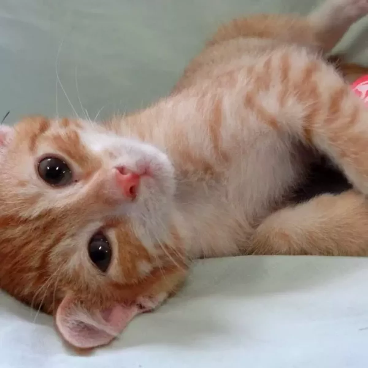 Date announced for Orlando Cat Caf Open House and Launch Date announced for Orlando Cat Caf Open House and Launch