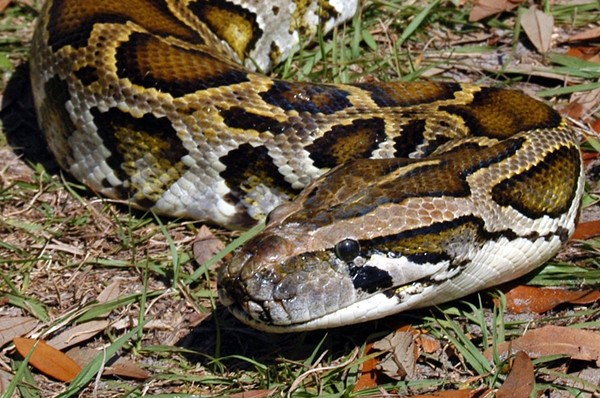 Florida wildlife officials say a 'milestone' 5,000 Burmese pythons have now been removed | Blogs