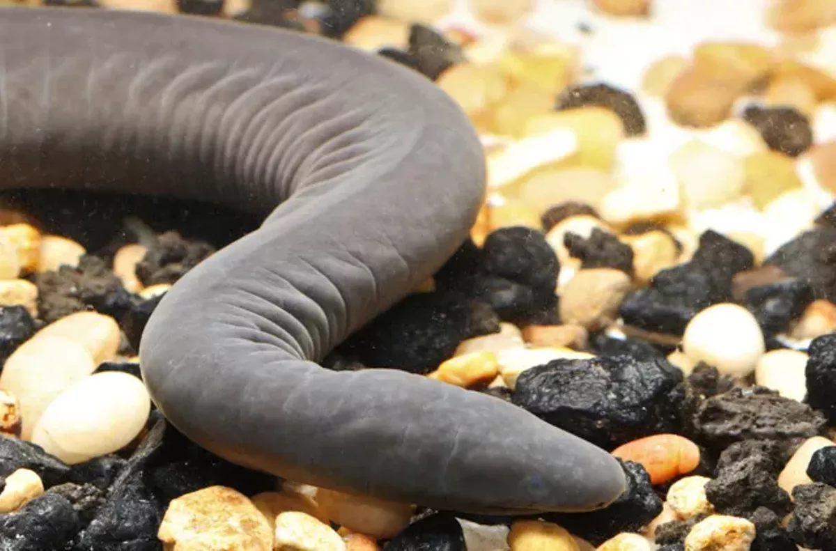 Penus Snake Penus Snake