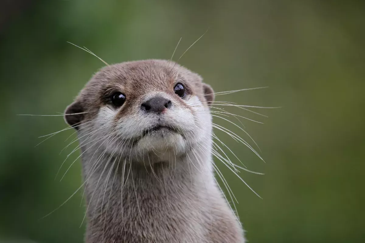 Wekiva Island celebrates craft beer, critters at Otter Fest - Vimarsana News