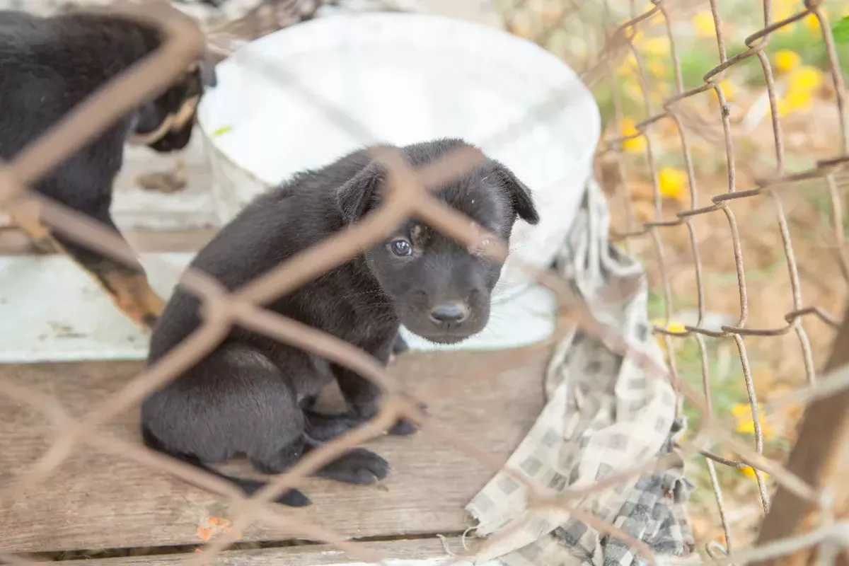 Florida legislature considering bill that would overturn Orange County's ban on retail puppy sales - Vimarsana News