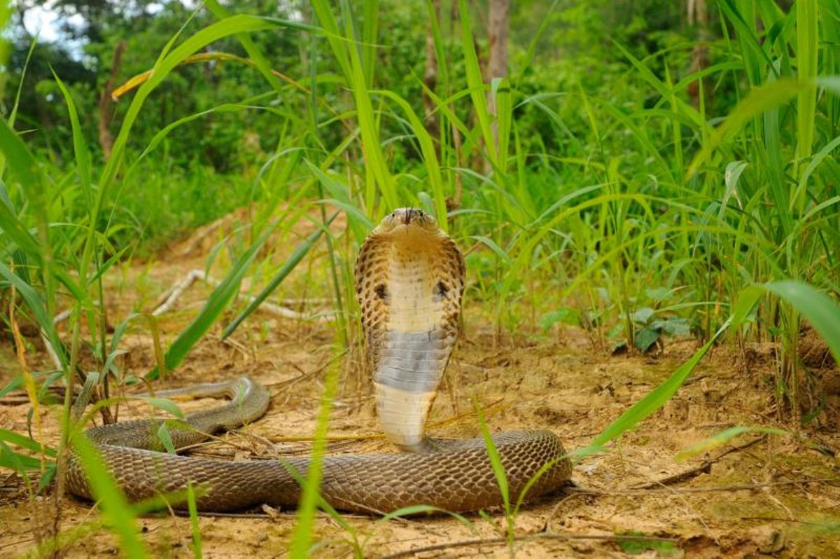 Another pet cobra went missing in Central Florida last night | Blogs