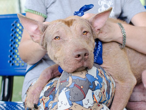 Orange County Animal Services breaks pet adoption record ...