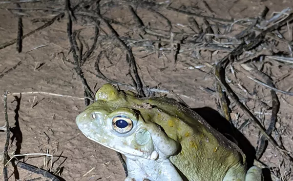 The Return of the Toxic Toad Is Good, Actually