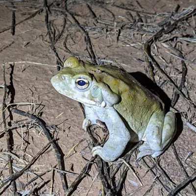 A Sonoran Desert toad.