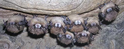 A cluster of bats exhibiting an unexplained (and possibly deadly) white fungus on their noses. - COURTESY OF NEW YORK DEPARTMENT OF ENVIRONMENTAL CONSERVATION