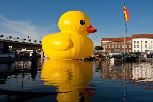 duck.jpg