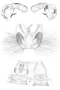 De-bugged: Jane Hyland's pen-and-ink rendering of the male genitalia of Caribojosia youngi, a newly discovered species of Caribbean moth.