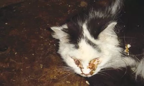 From undercover video taken prior to the March 2008 raid which showed cats with obvious signs of illness.