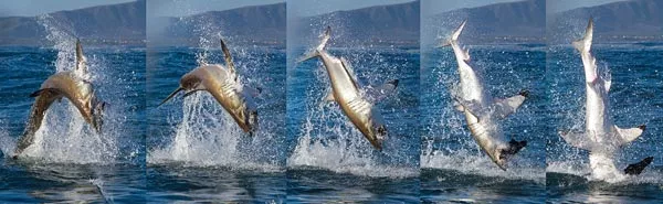 Great White Shark