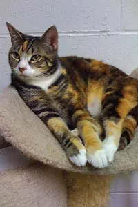 Heidi is one of the 240 Tiger Ranch cats up for adoption.