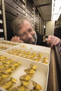 John Rawlins, with a drawer containing a handful of the 11 million bugs in the Carnegie's collection - HEATHER MULL