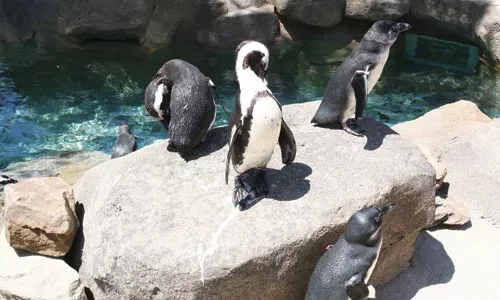 National Aviary's Penguin Point