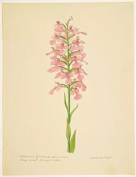 Native Pennsylvania, A Wildflower Walk, at the Hunt Institute for Botalical Documentation through June 29.