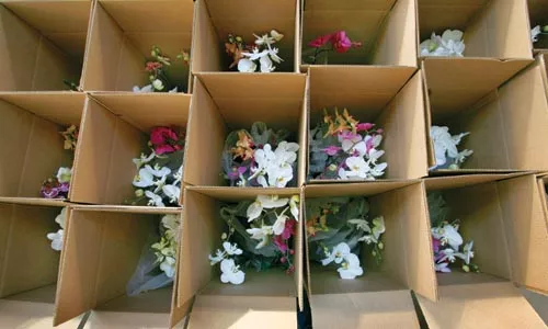 Orchids awaiting shipment - HEATHER MULL