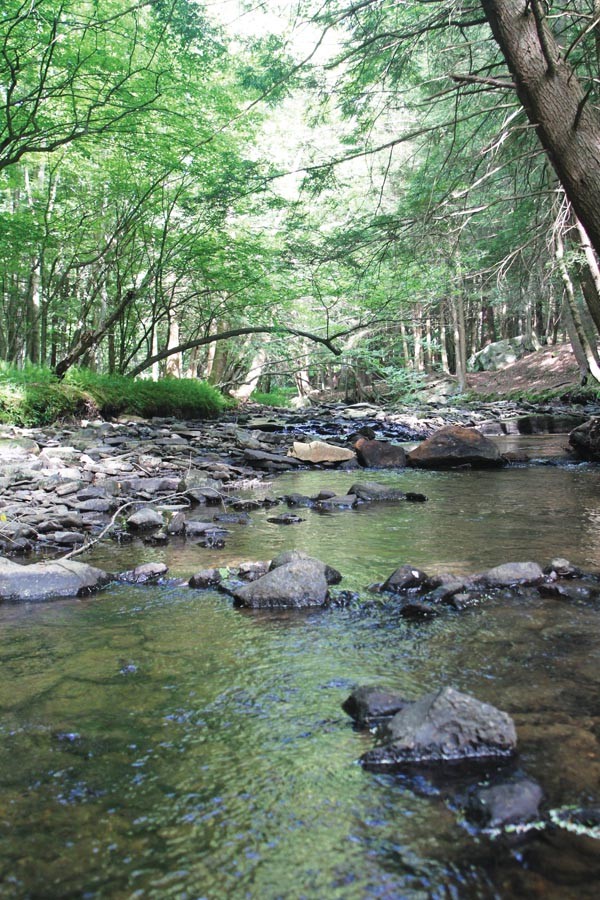 Page 6: This section of Branch Creek, in Allegheny National Forest, was good for watching synchronous fireflies in late June. - PHOTOS BY BILL O'DRISCOLL