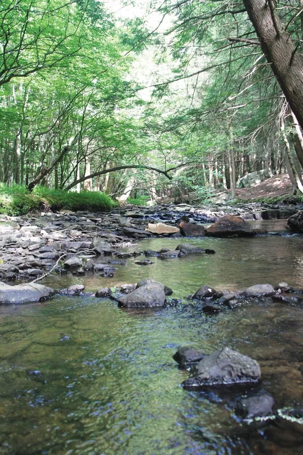Warning Lights: Rare synchronous fireflies are discovered in Allegheny National Forest — a hotbed of logging and gas-drilling.