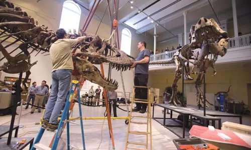 Paul Zawisha, left, and Bob Ziller install the head on the Carnegie Museum of Natural History's Tyrannosaurus Rex. Photo Courtesy of Joshua Franzos, Carnegie Museum of Natural History