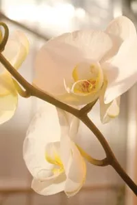 Phalaenopsis blooms in the greenhouse. - HEATHER MULL