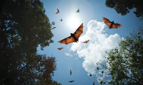 13_sl_bats.jpg