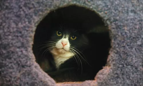 48_sl_adoptathon.jpg