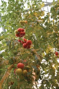 Tomatoes, no dirt required - HEATHER MULL