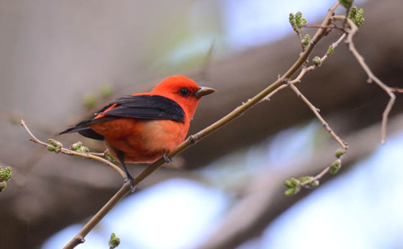 5 spring birds to watch for in Pittsburgh, and where to find them