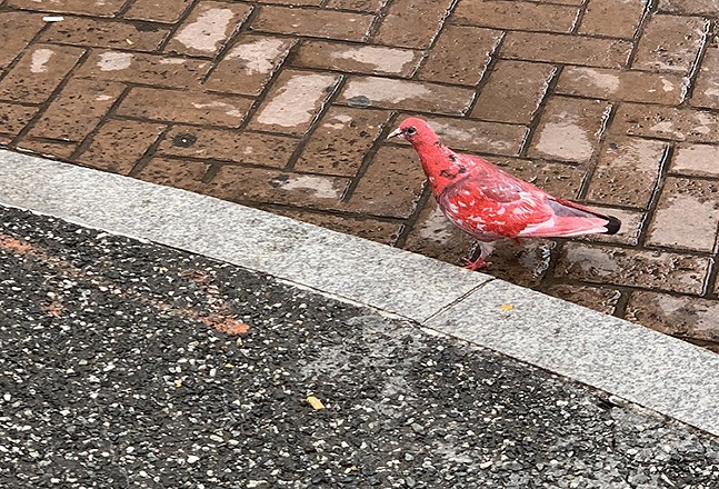 Have you seen this bird? Mysterious red pigeon appears in Downtown Pittsburgh (2)