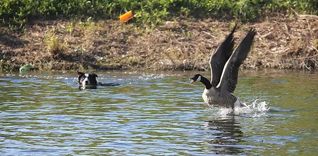 Pittsburgh’s Geese Police keep the birds from fowling up our waterfront