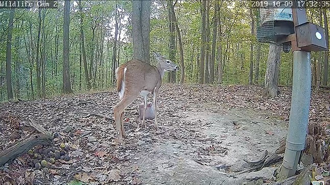 Live-animal cams are so boring they're almost exciting