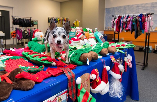 Find second-hand gifts for your pup at the first-ever Thrifty Paws pop-up store