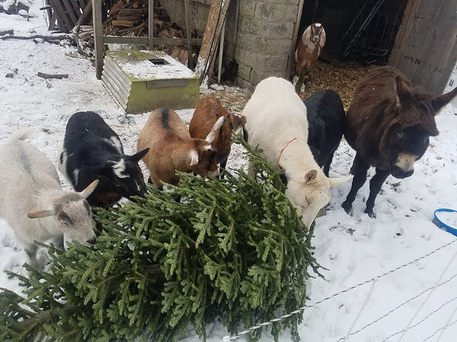 Goats and their protection donkey chow down on a donated Christmas tree at Allegheny GoatScape. - PHOTO: ALLEGHENY GOATSCAPE